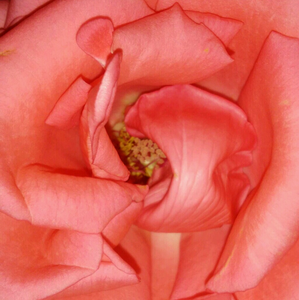 Meet your Posher, Nadege